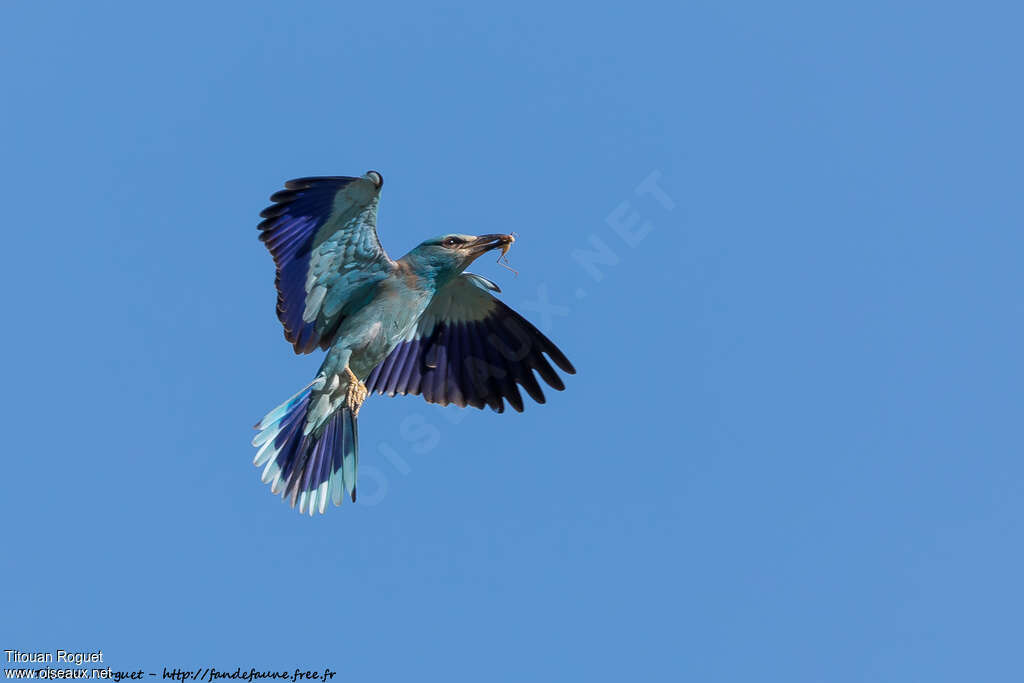 European Rolleradult breeding, aspect, pigmentation, Flight, eats