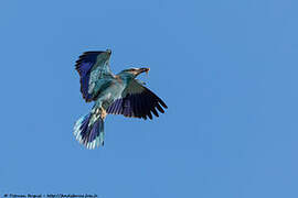 European Roller