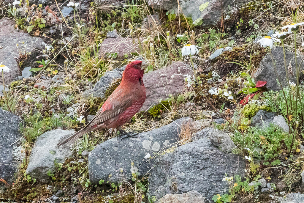 Great Rosefinch