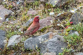 Great Rosefinch