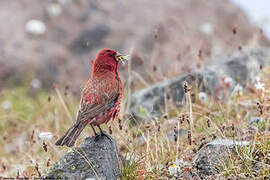 Great Rosefinch