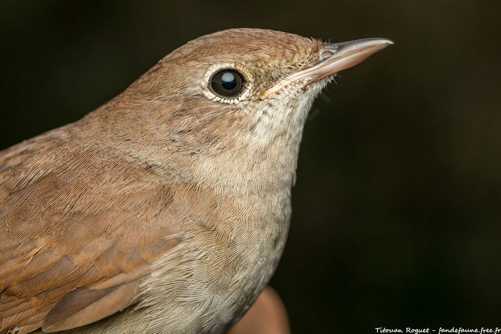 Common Nightingale