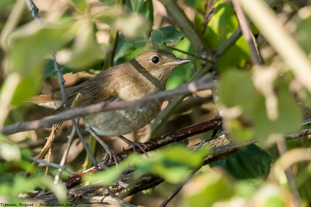 Thrush Nightingale