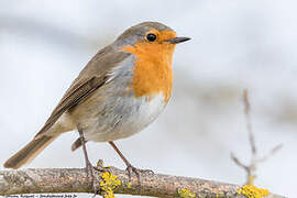 European Robin