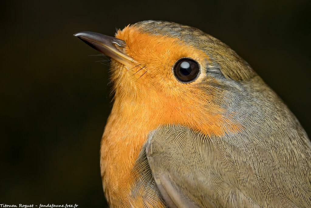 European Robin