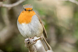 European Robin