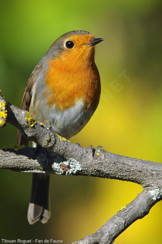 European Robin, identification