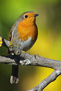 European Robin