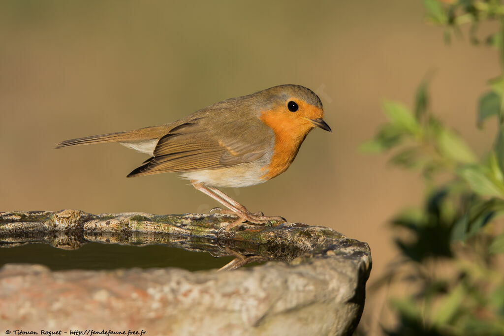 European Robin, identification