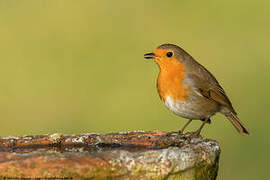 European Robin