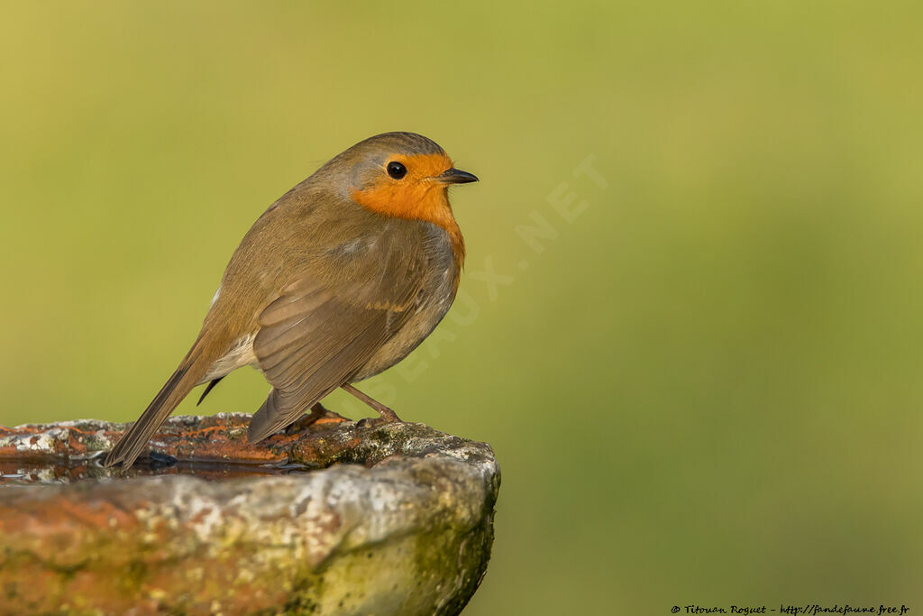 European Robin