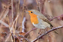 European Robin