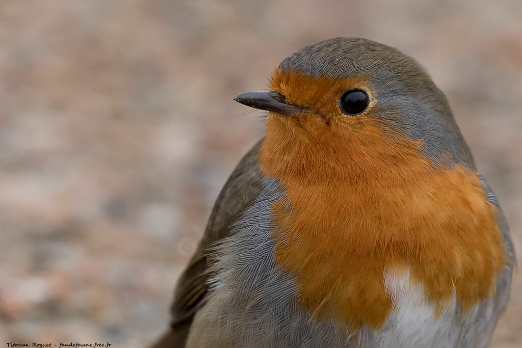 European Robin