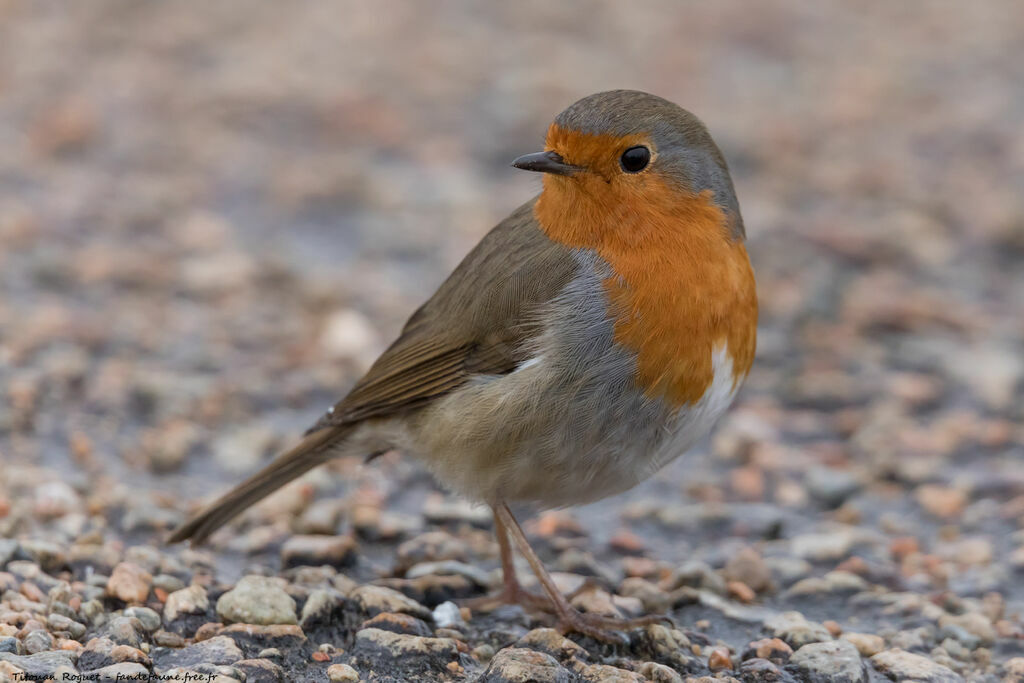 European Robin