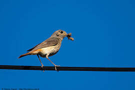 Common Redstart