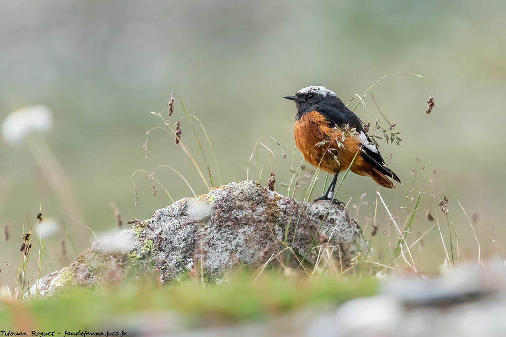 Güldenstädt's Redstart