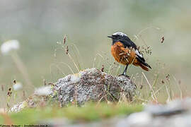 Güldenstädt's Redstart