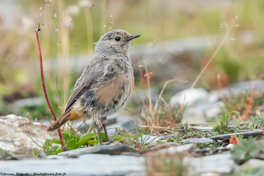 Güldenstädt's Redstart