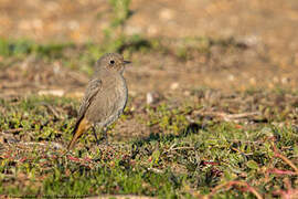 Black Redstart