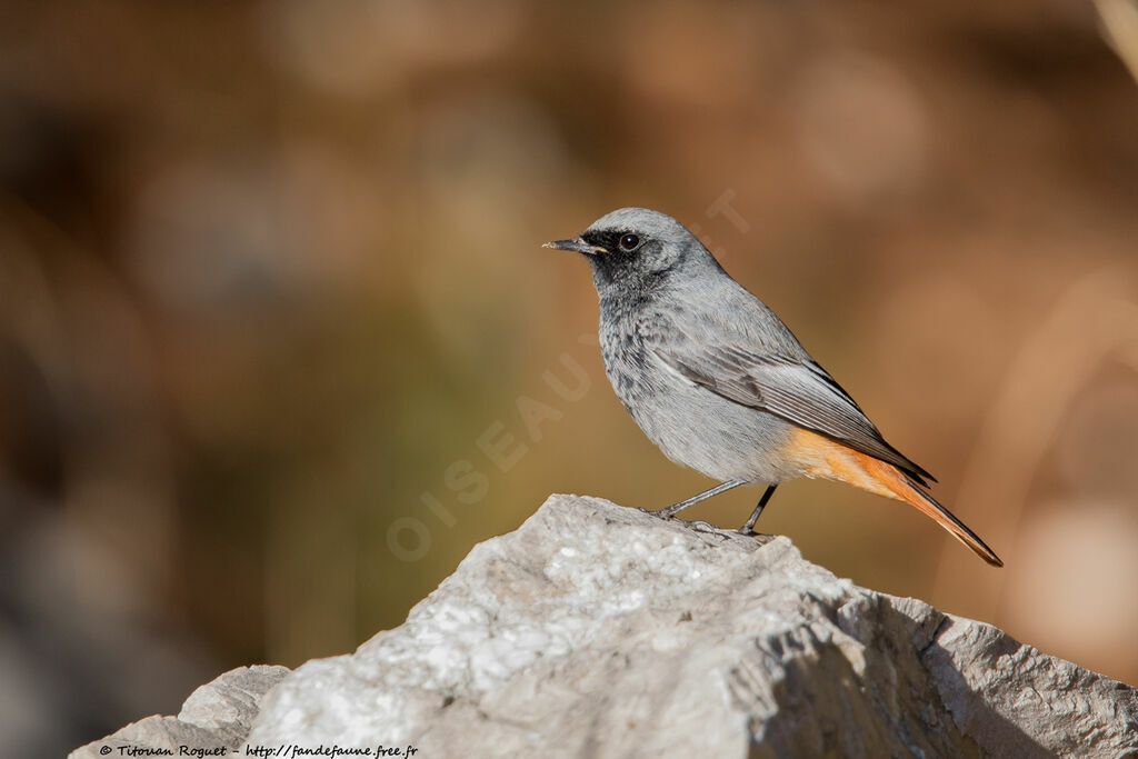 Black Redstart male adult, identification