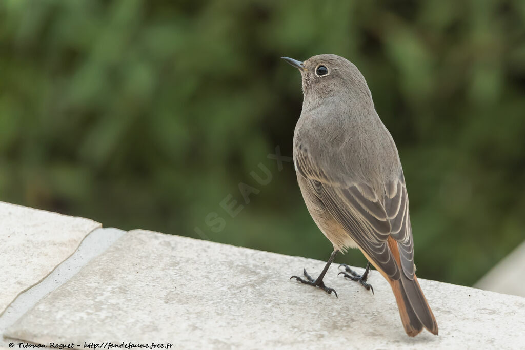 Black Redstart