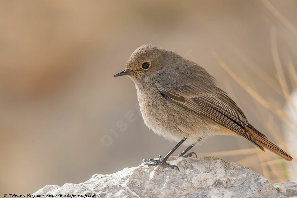 Black Redstart