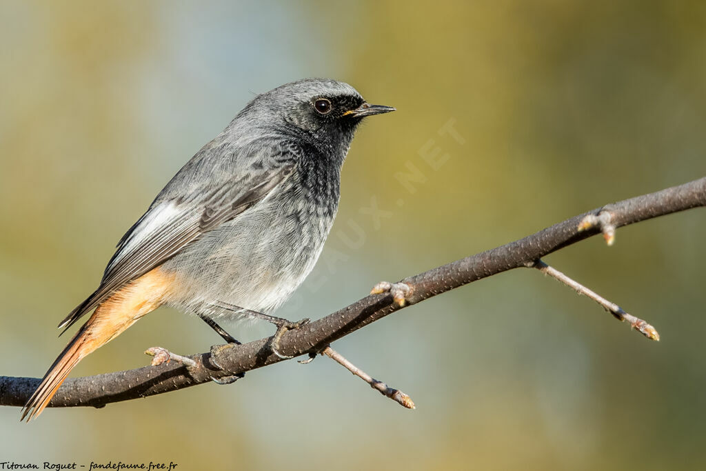 Black Redstart