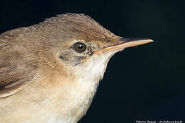 Common Reed Warbler