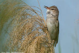 Great Reed Warbler