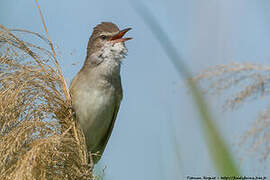 Great Reed Warbler