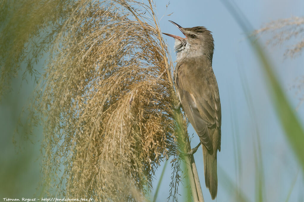 Great Reed Warbler, song