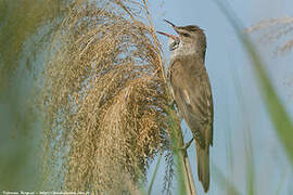 Great Reed Warbler