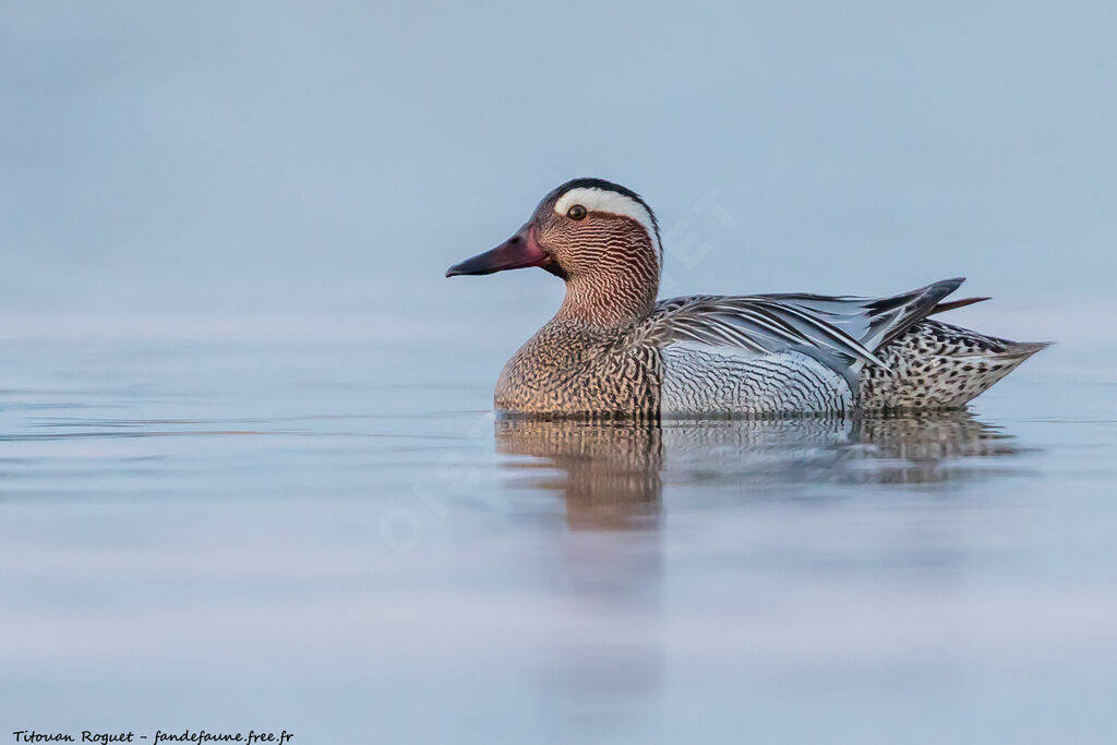 Garganey