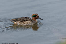 Eurasian Teal