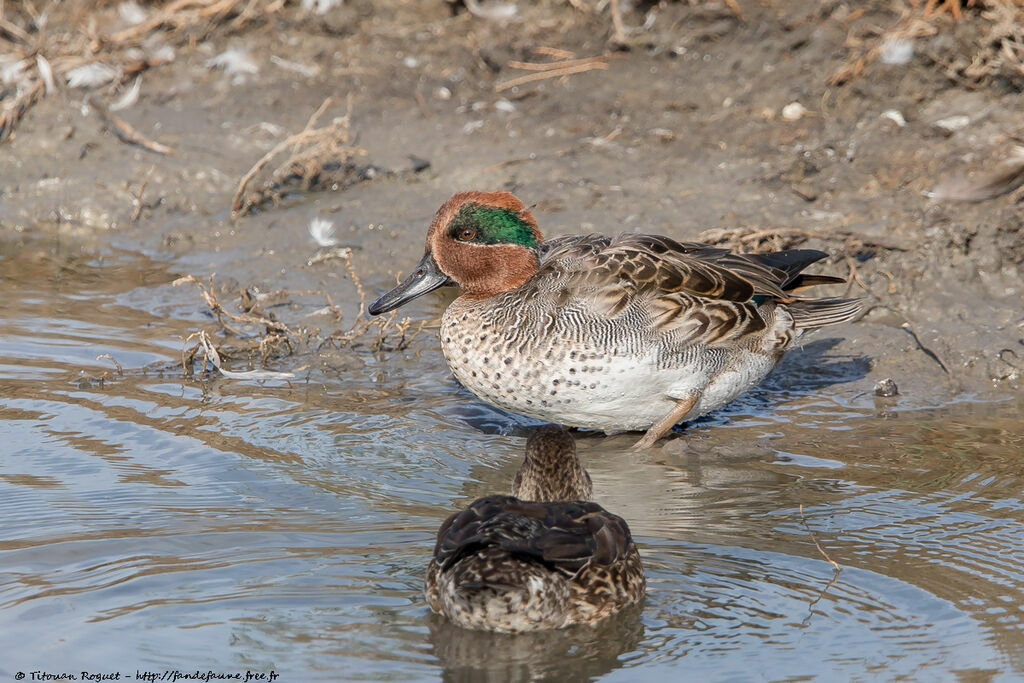 Eurasian Teal male