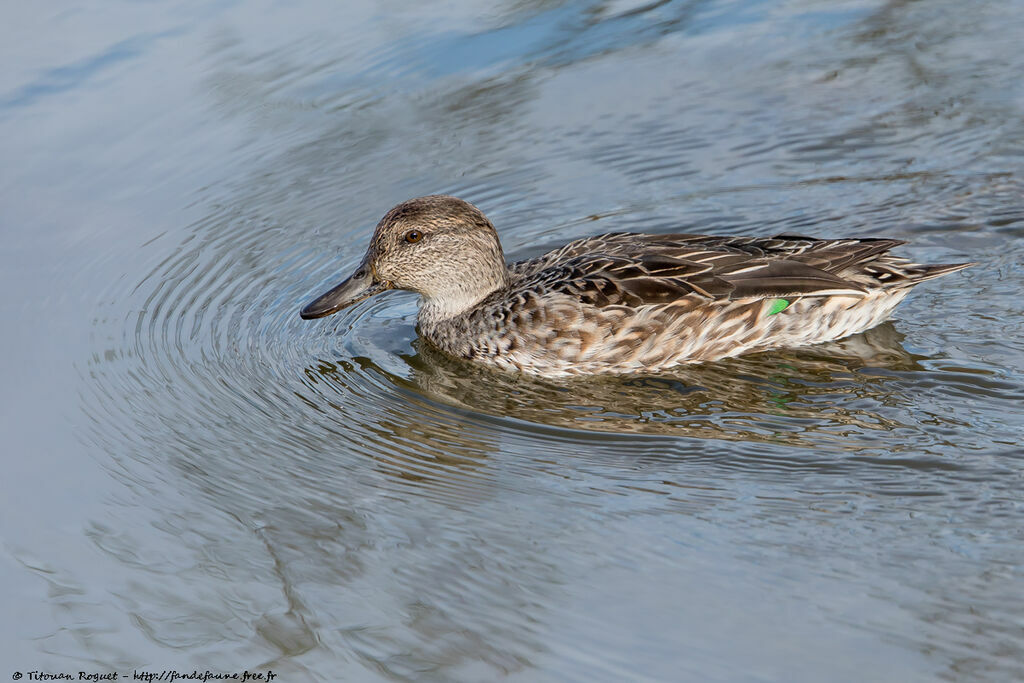 Eurasian Teal female