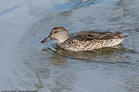 Eurasian Teal