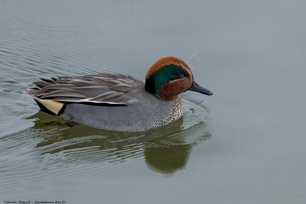 Eurasian Teal