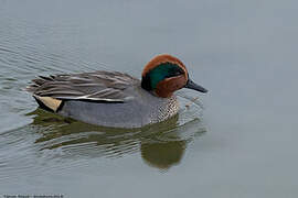 Eurasian Teal