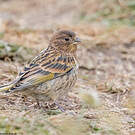 Serin à front rouge