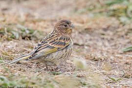 Red-fronted Serin