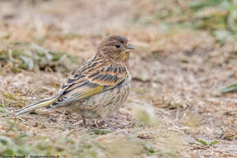 Serin à front rouge