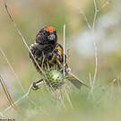 Serin à front rouge