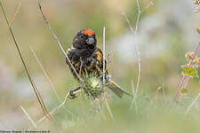 Serin à front rouge