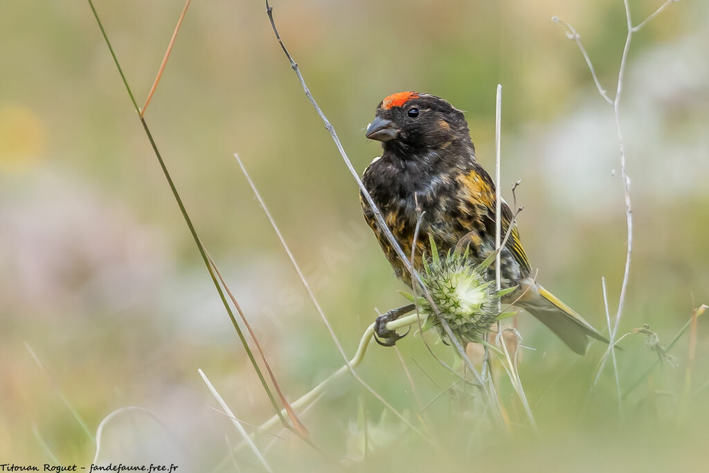 Serin à front rouge