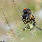 Serin à front rouge