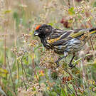 Serin à front rouge