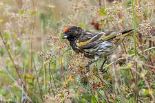 Serin à front rouge