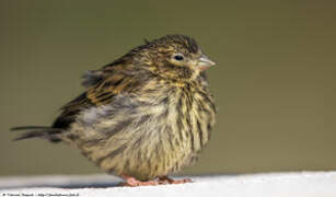 European Serin