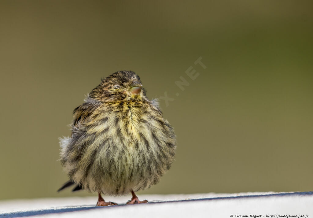 European Serin, identification